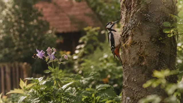 8 garten geraeusche bedeutung