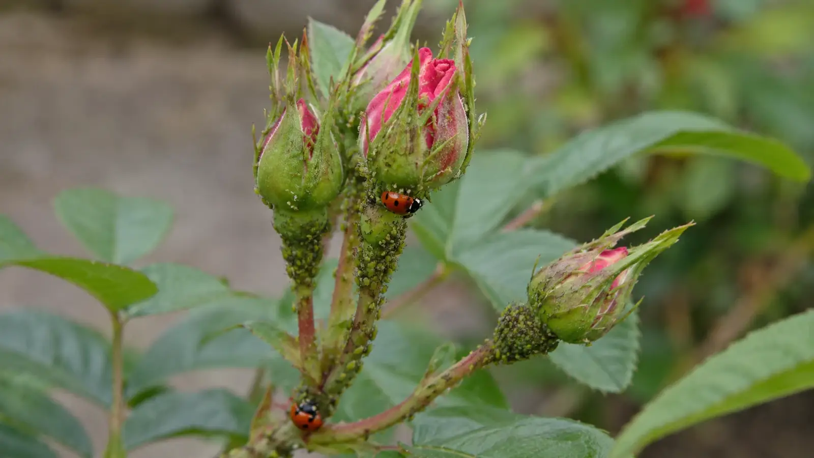 Blattläuse biologisch bekämpfen im Garten