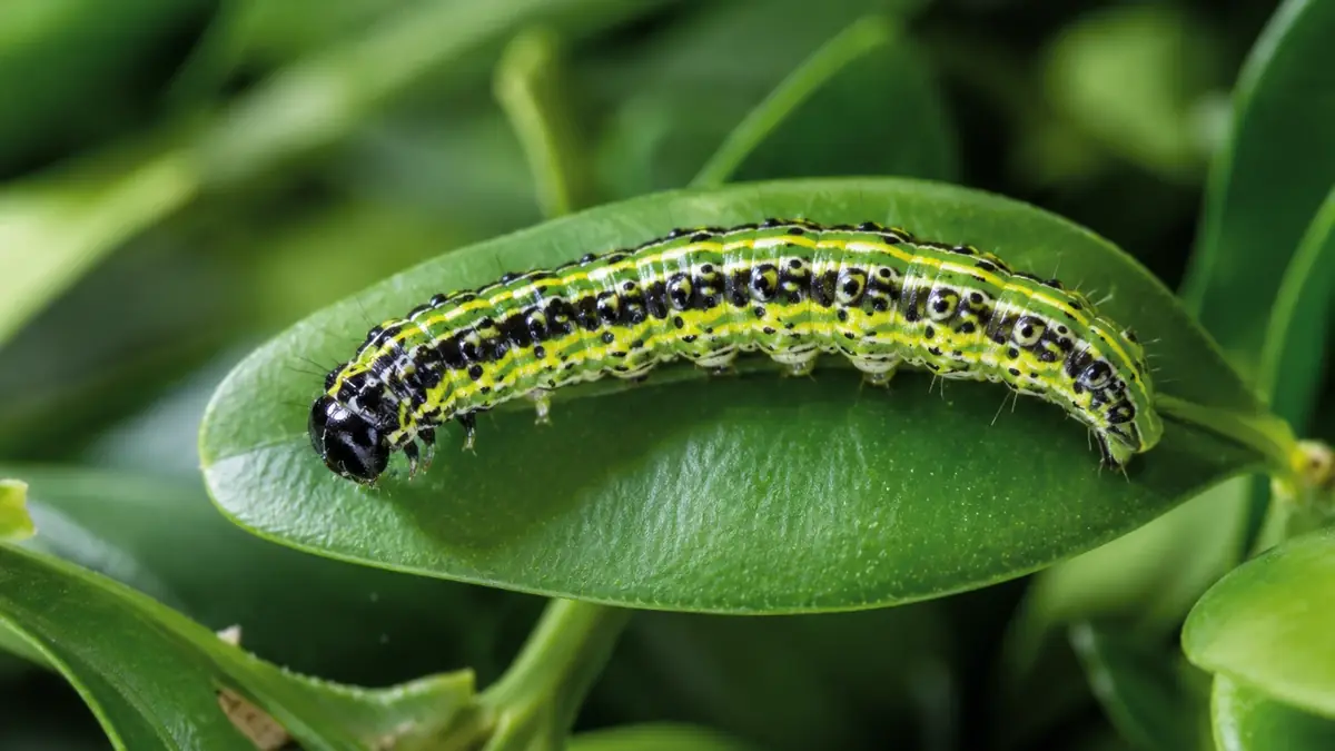 Buchsbaumzünsler bekämpfen: raupe