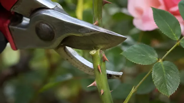Gartenschere Kaufberatung