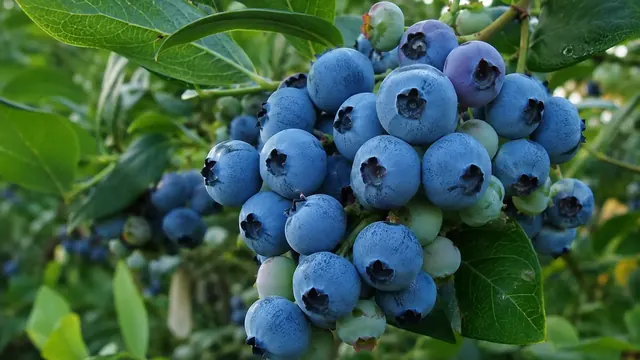 Heidelbeeren anbauen
