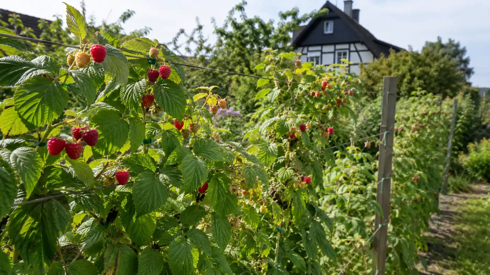 Himbeeren anbauen im Garten