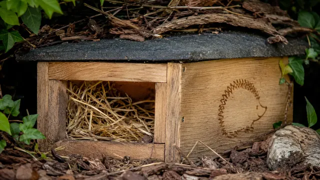 Igel im Garten helfen