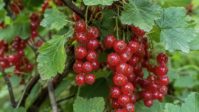 Johannisbeeren anbauen