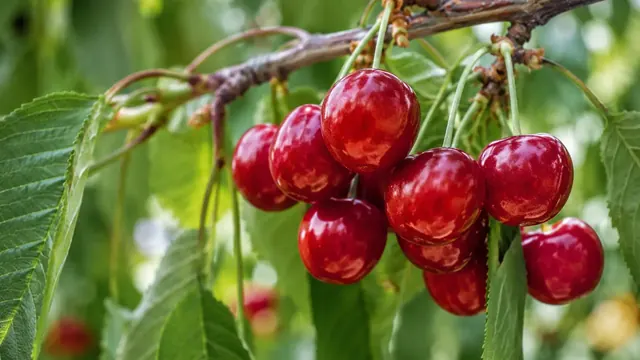 Kirschbaum pflanzen und pflegen