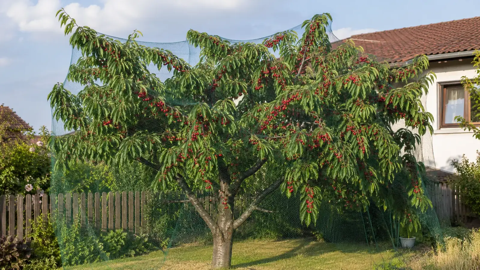 Kirschbaum pflanzen und pflegen im Garten