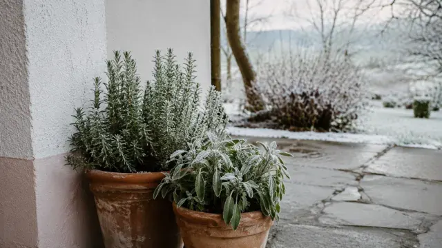 Kraeuter im winter ueberwintern
