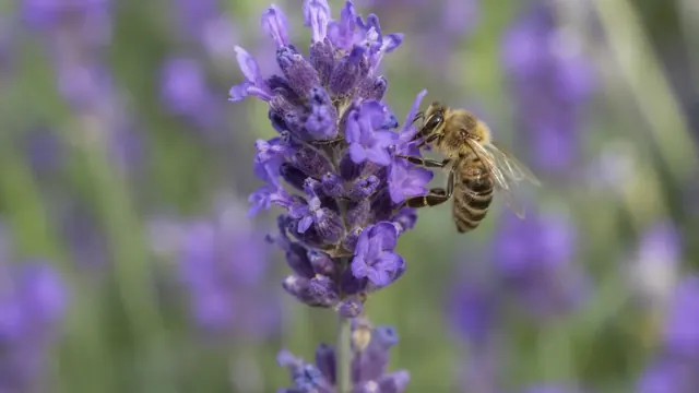 Lavendel pflegen und schneiden