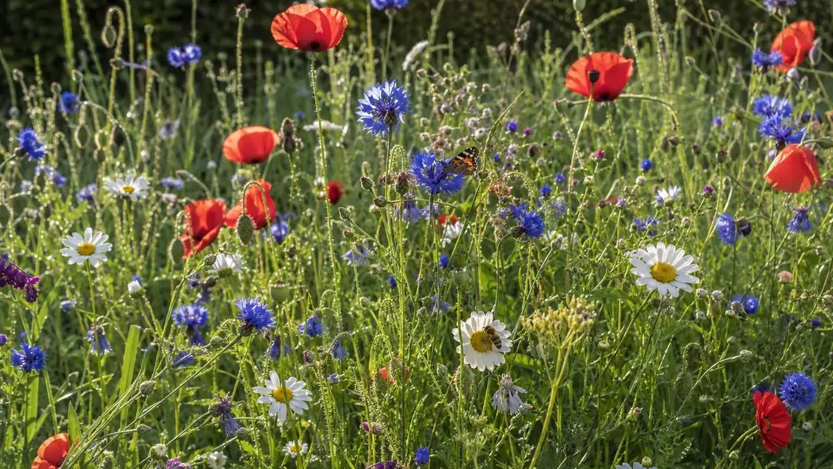 Artenreiche Wildblumenwiese im Naturgarten