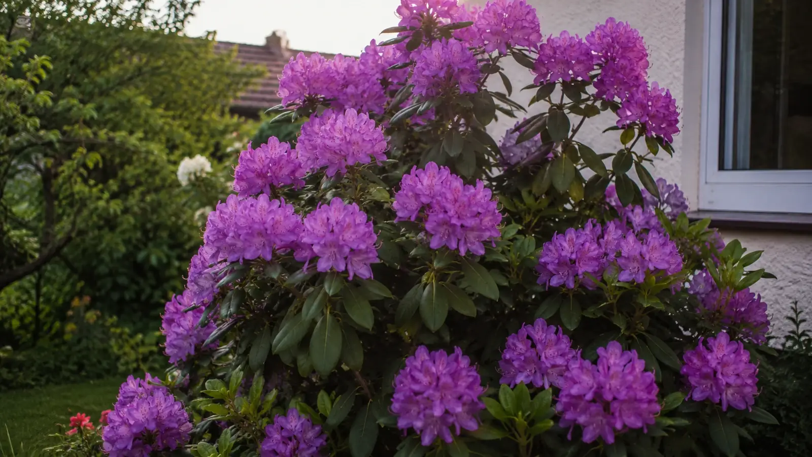 Rhododendron pflanzen und pflegen im Garten