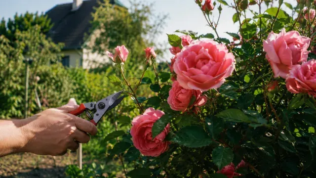 Rosen: Pflanzen, Pflegen, Schneiden