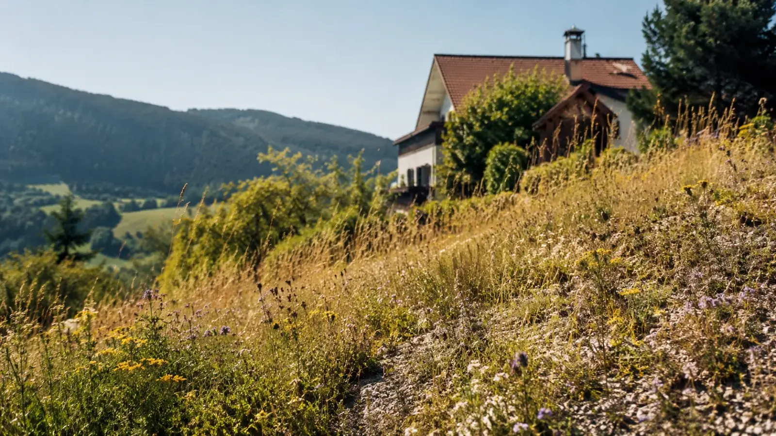 Trockenrasen anlegen: Klimaangepasste Alternative zum Spielrasen | gartenfeeling