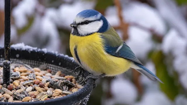 Vögel im Garten anlocken