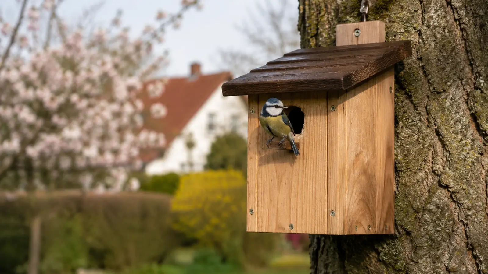 Vogelhäuschen richtig aufstellen im Garten