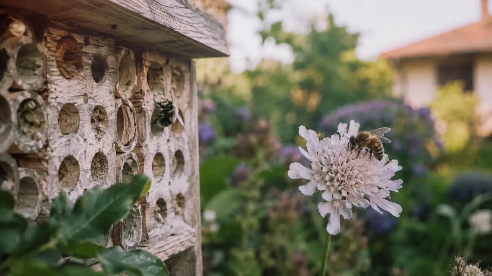 Wildbiene vs. Honigbiene: Welche fördere ich wie im Garten