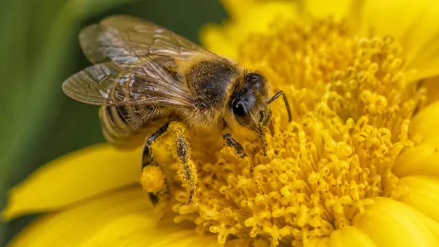 Wildbienen fördern