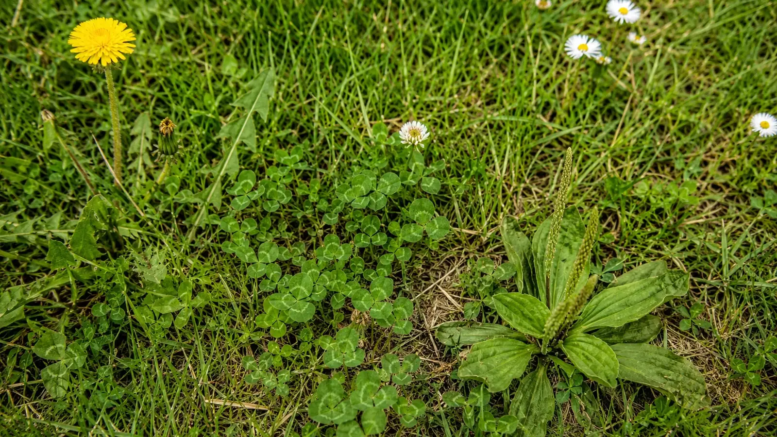 Unkräuter im Rasen im Garten