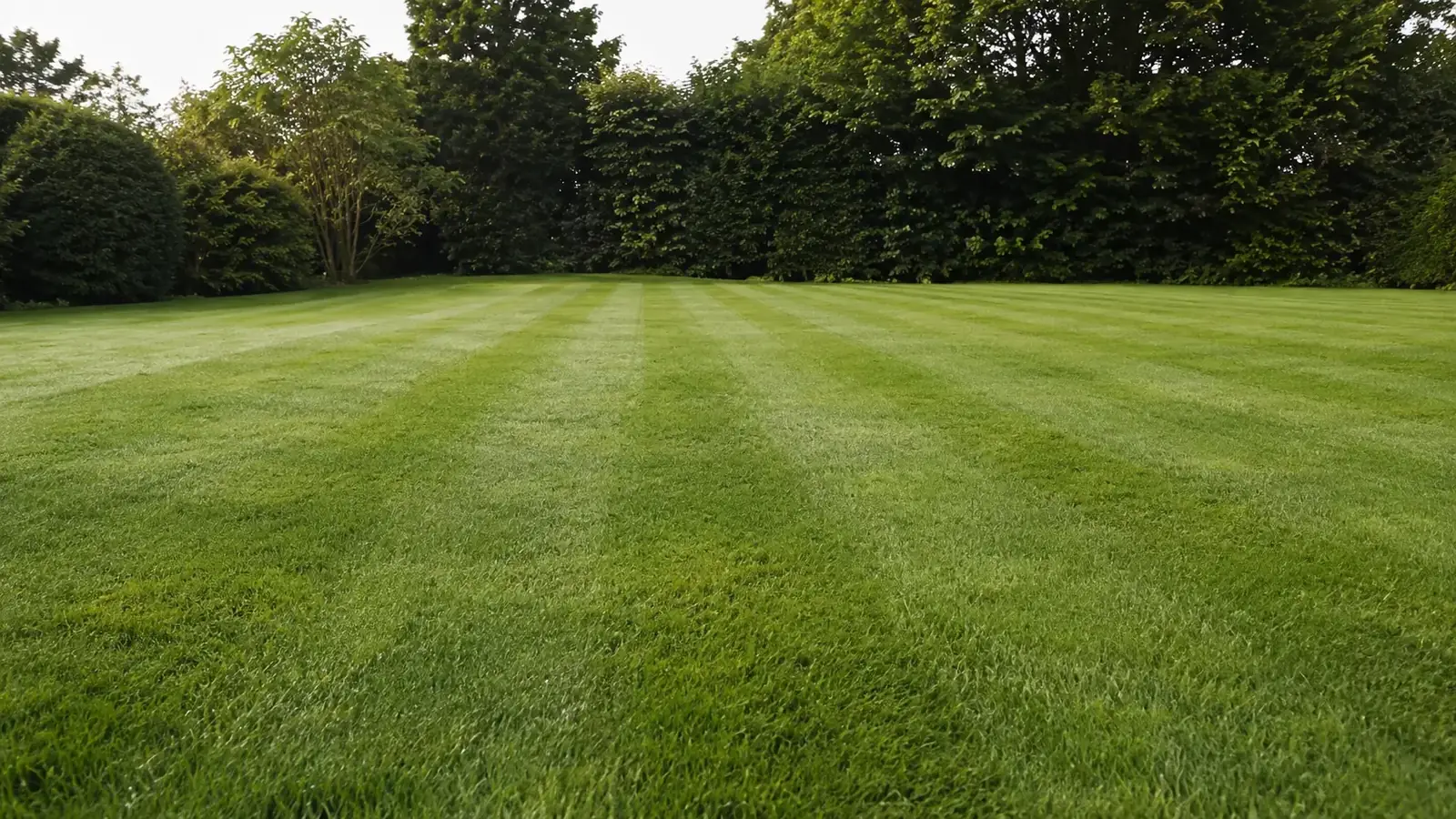 Frisch gemähter Rasen mit klaren Mähstreifen vor einer dichten Buchenhecke
